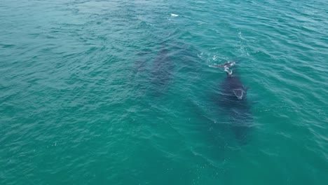 4k60 humpback whales swimming in the indian ocean, australia