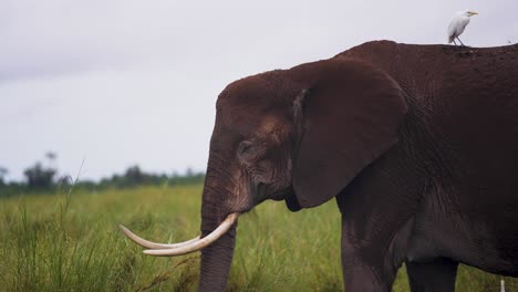 Elephant-walking-through-a-lush-green-savanna-on-a-cloudy-day-with-bird-on-the-back