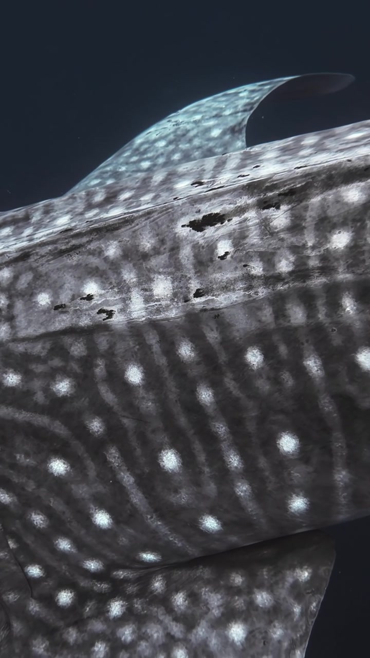 Detailed view of a whale shark's distinctive skin patterns as it swims through the deep ocean. Suitable for marine biology features or educational content.