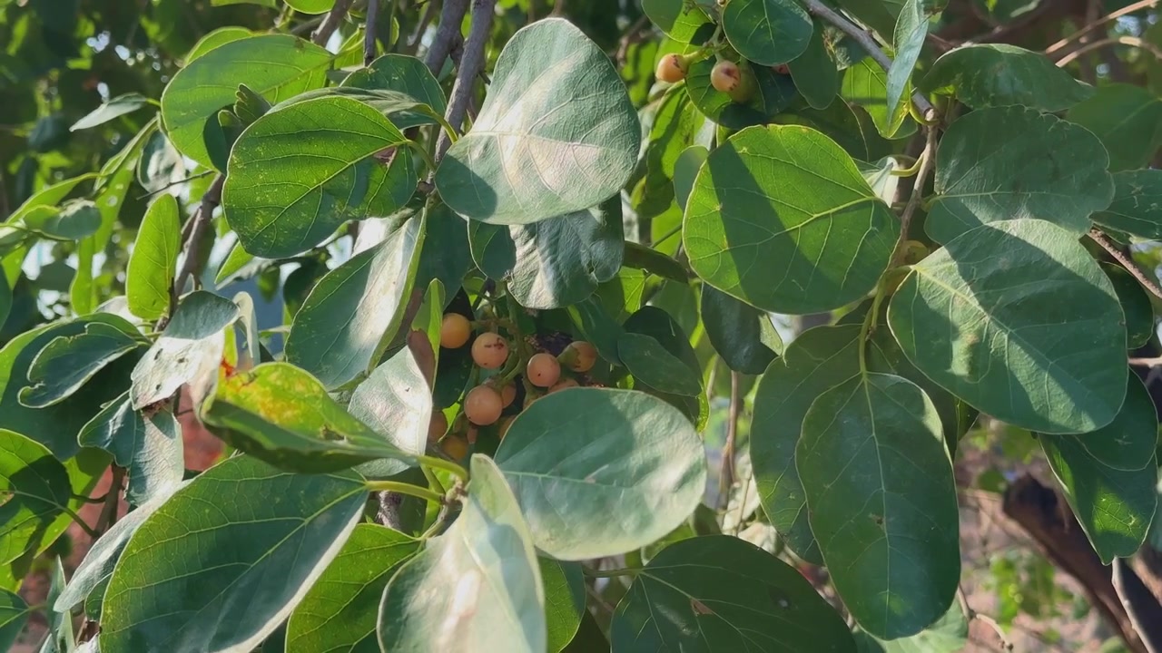 Primo piano del fogliame di Cordia dichotoma con grappoli di piccoli frutti in maturazione tra ampie foglie verdi. La luce del sole evidenzia la trama naturale e la crescita sana dell'albero.