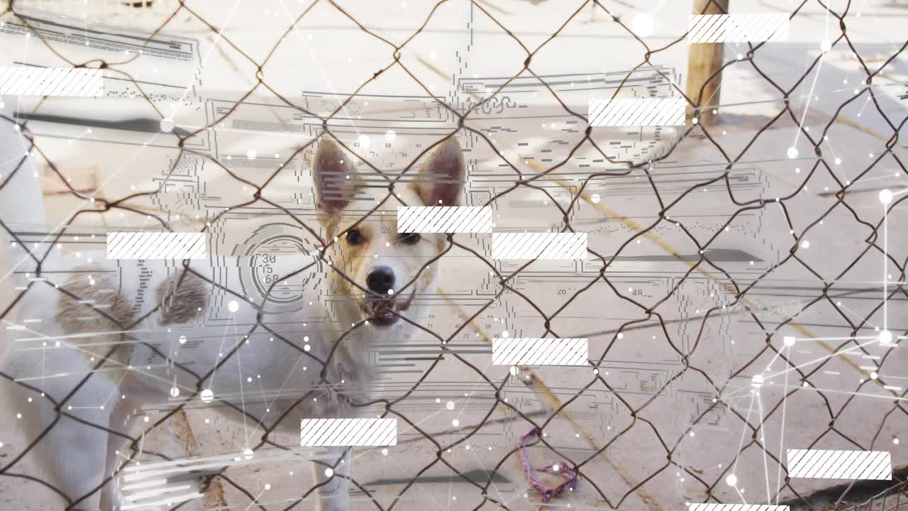 Noticing camera approaching dog wearing ribbon collar rising, walking forward, gazing through mesh