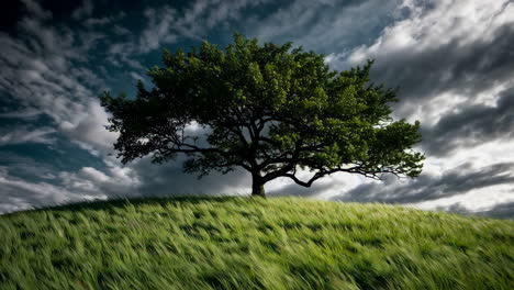 solitary tree on a hill under a stormy sky