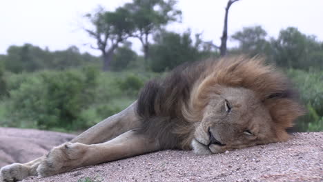 Telephoto-close-up-of-male-lion-resting-on-side-of-rocky-dirt-sand-slope-as-wind-blows-over-mane