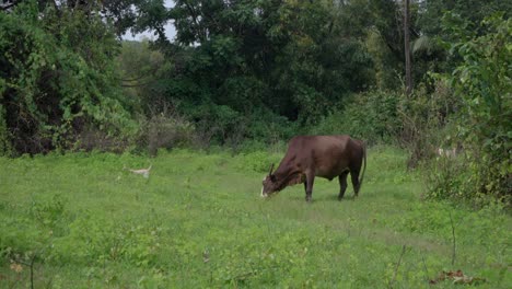 Indischer-Bulle-Frisst-Gras-Mit-Hund