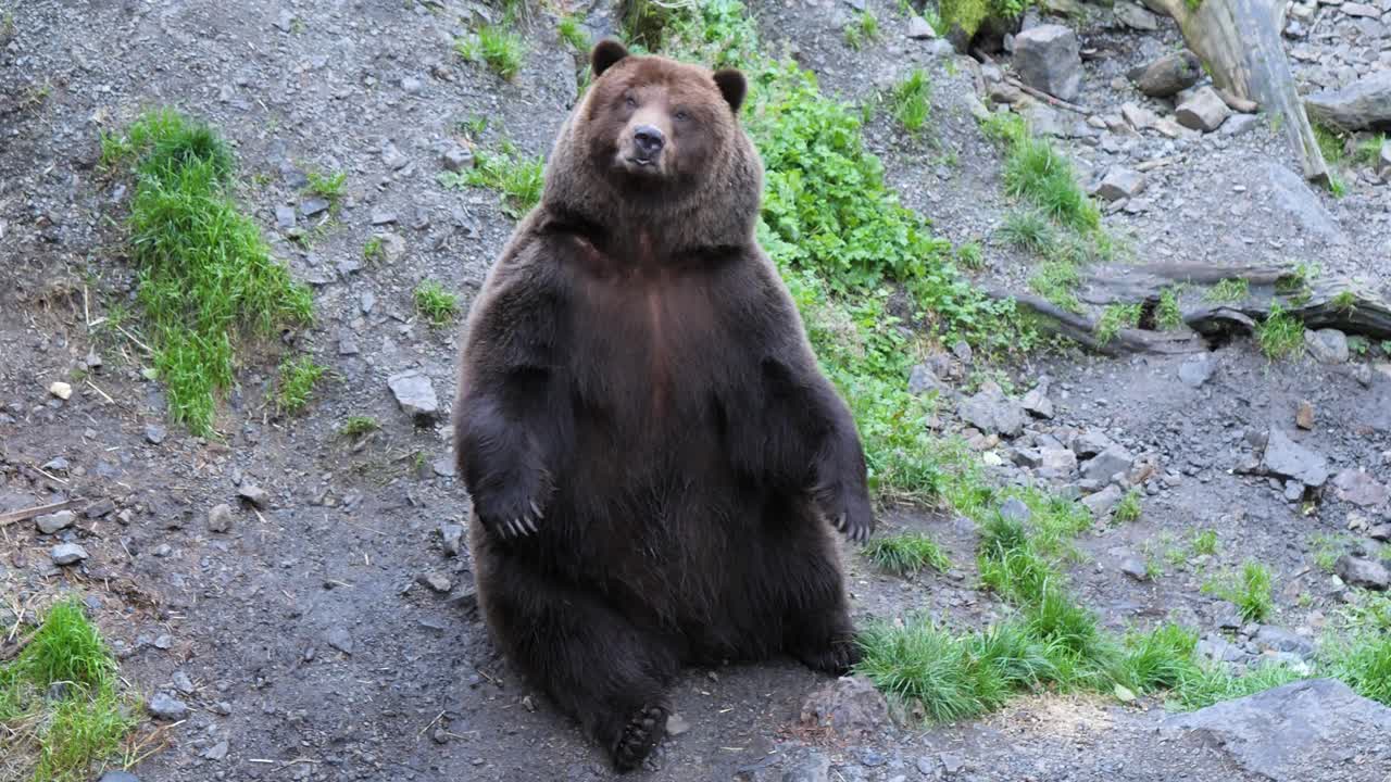 oso marrón sentado y mirando a la cámara, alaska