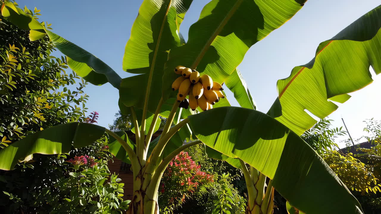 Banana Tree with Bunch of Bananas