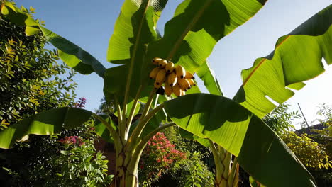 banana tree with bunch of bananas