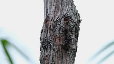 perched outside of its nest as it goes in halfway then looks back, black-thighed falconet microhierax fringillarius, thailand