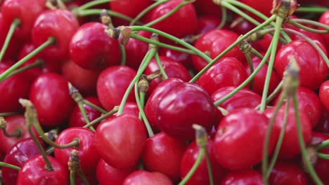 cerezas rojas frescas y jugosas. cerezas maduras recién recogidas. comida vegetariana saludable.
