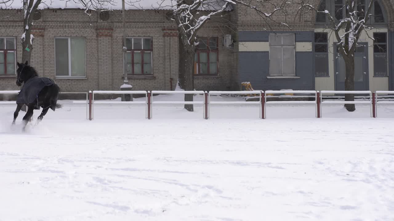 눈 속 에 달리는 말 들 의 무리
