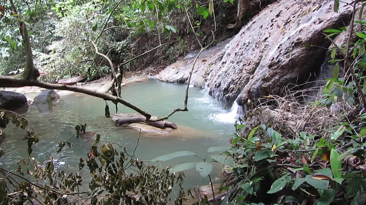 Água fluindo na floresta densa.