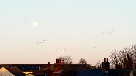 Bandada-De-Pájaros-Volando-Al-Atardecer-Con-Luna-Llena-En-El-Cielo,-Tiro-A-Cámara-Lenta