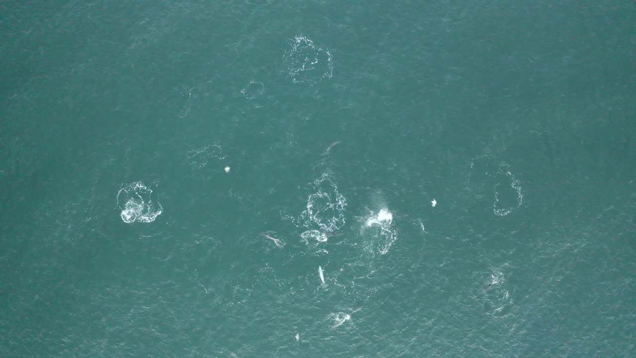 호주 얌바에서 물고기 먹이를 사냥하는 포드 돌고래의 4k 드론 탑 뷰 샷