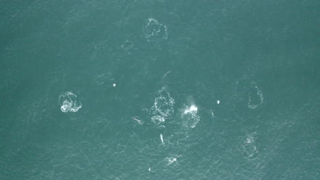 4k drone top view shot of pod dolphins hunting fish food at yamba, australia