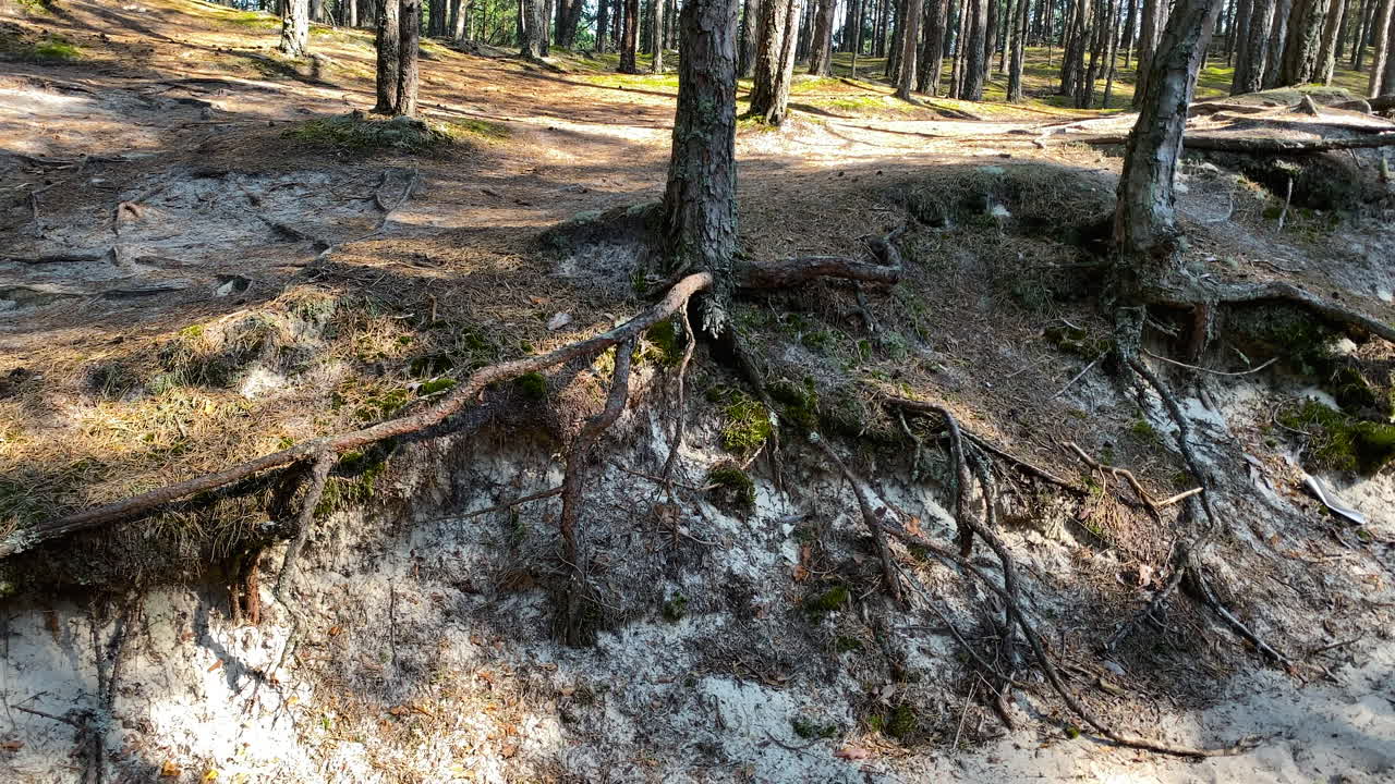 raíces grandes expuestas de árboles viejos en el bosque debido a la erosión - toma panorámica izquierda