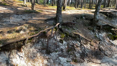 Exposed-Large-Roots-Of-Old-Trees-In-The-Forest-Due-To-Erosion---Pan-Left-Shot