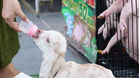 person bottle-feeding a goat on the street