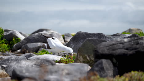 galapagos nazca booby looking around and picking up twig in between rocks espanola island