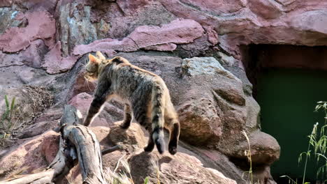 a gray wildcat strolling around in a protected area