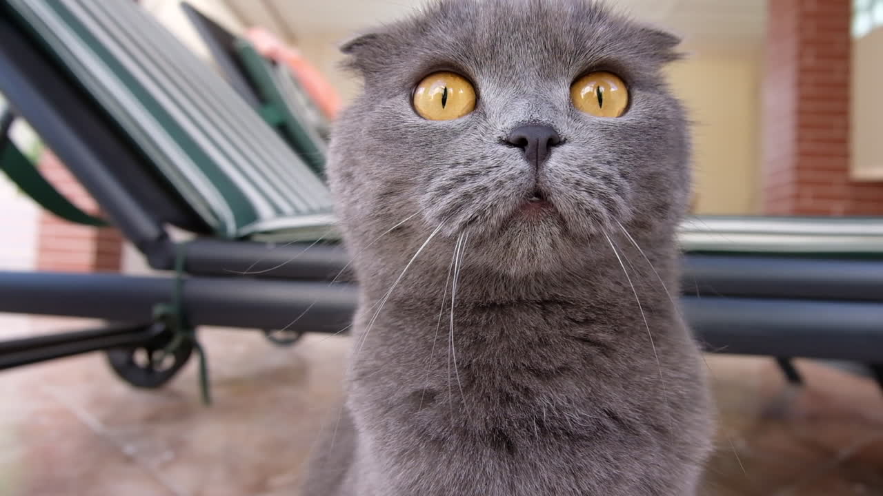 Close up of a grey Scottish Fold cat sitting in a court