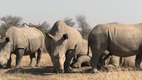 rhino crash in african savanna