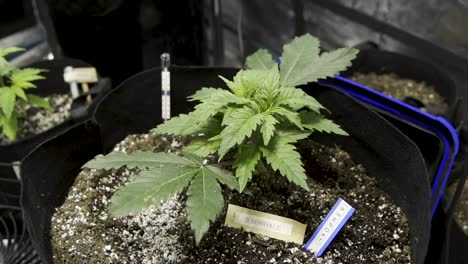 cannabis plant with soil thermometer and labels