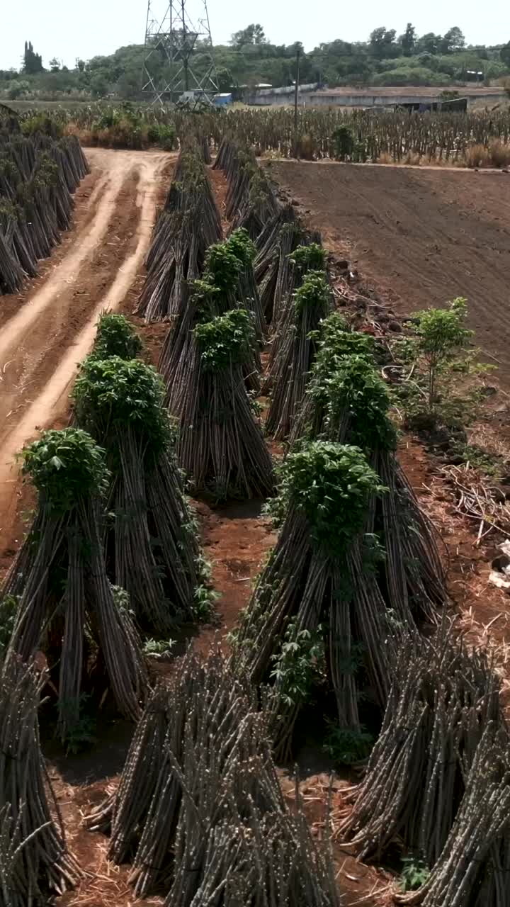 Cassava field after harvest
