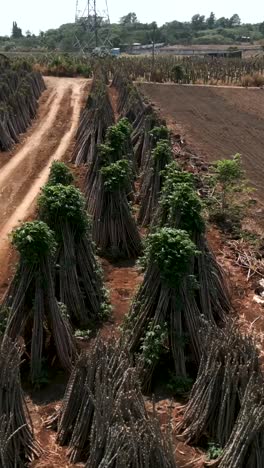 cassava field after harvest