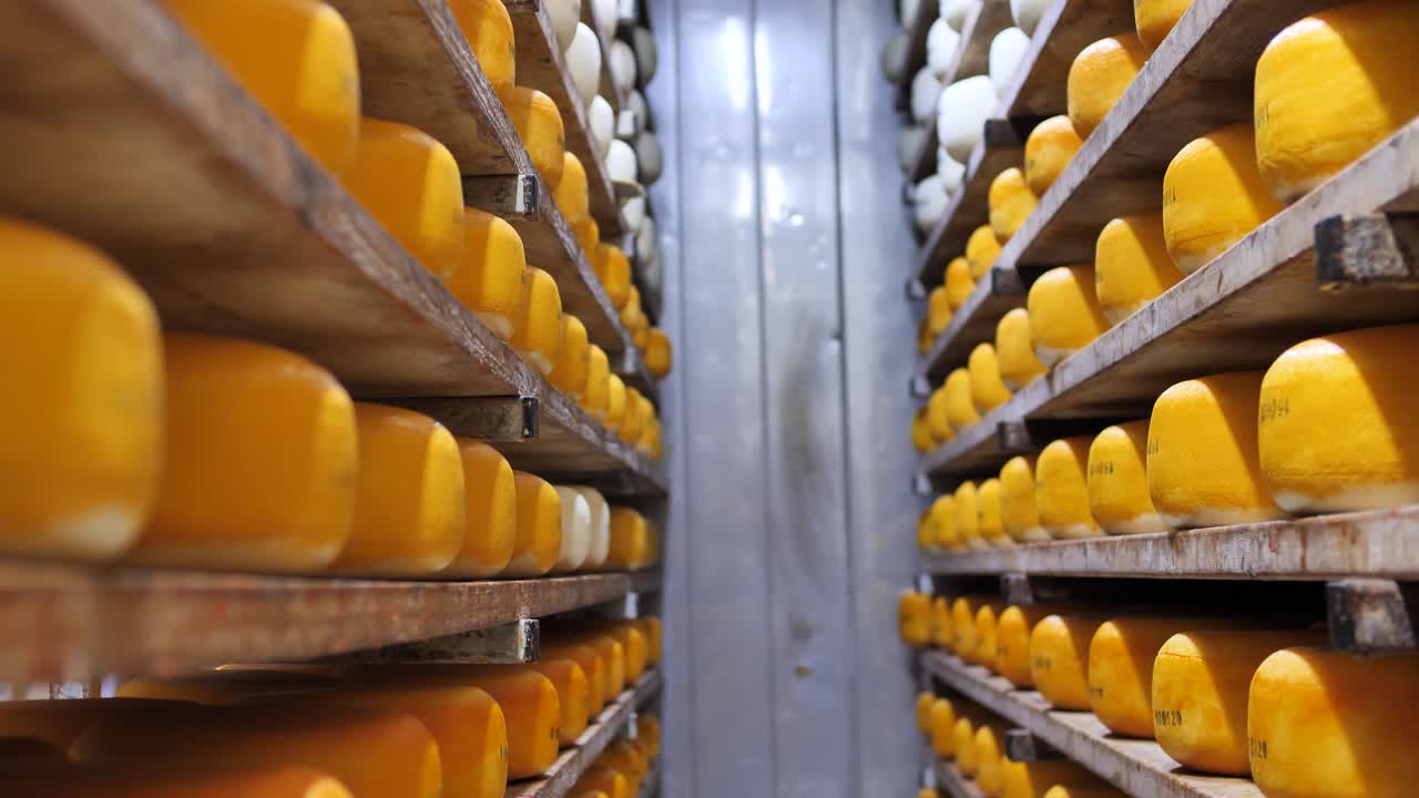 estanterías de bodega con queso duro madurado, procesamiento de alimentos, en sala de almacenamiento