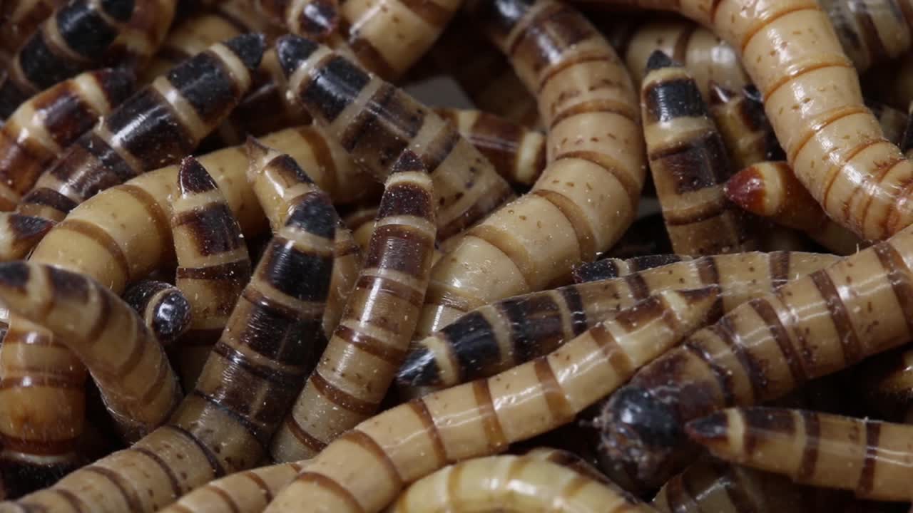 larvas de la especie de escarabajo oscuro zophobas morio, también conocidas como gusanos de harina gigantes o supergusanos