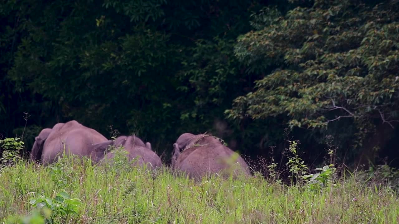 아시아 코끼리는 멸종 위기 종이며 태국 거주자이기도합니다.