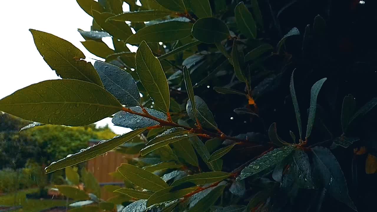 hoja verde en 60 fotogramas por segundo con gotas de lluvia cayendo sobre la hoja.
