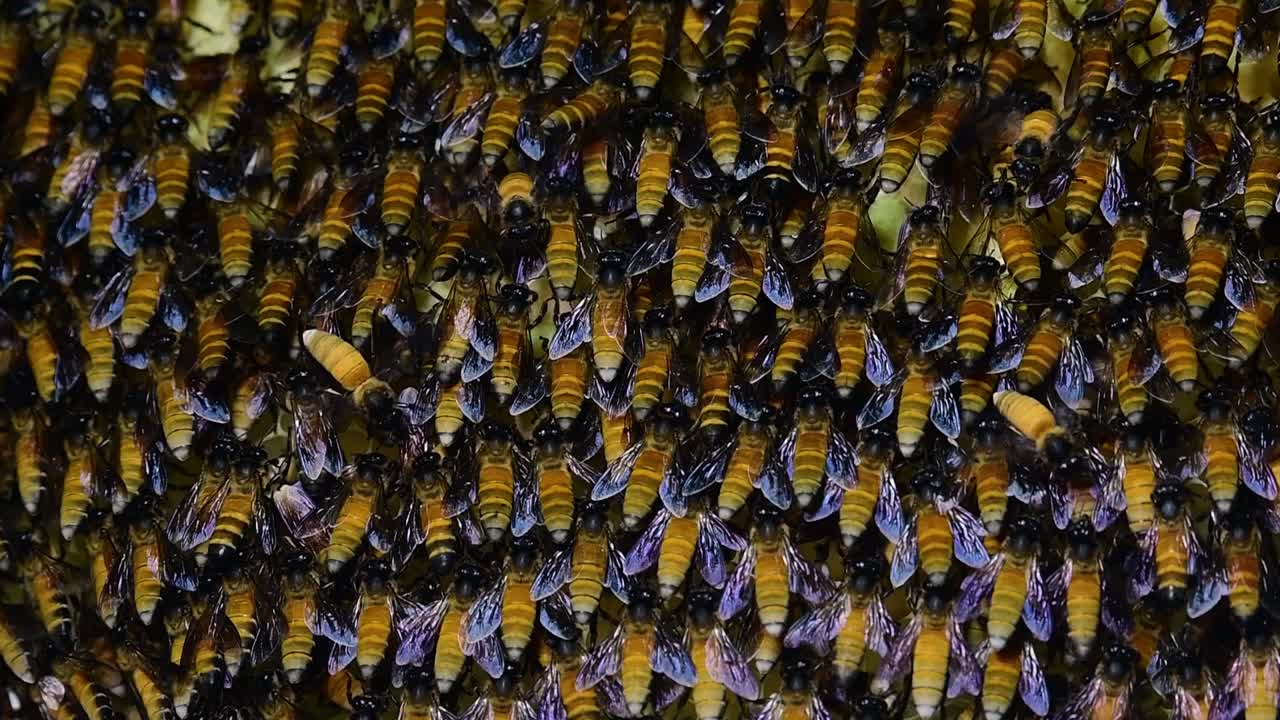 se sabe que las abejas melíferas gigantes construyen grandes colonias de nidos con bolsillos simétricos hechos de cera para almacenar miel como fuente de alimento.