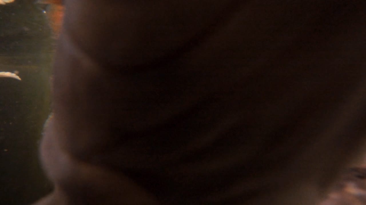 muchas carpas gigantes bajo el agua