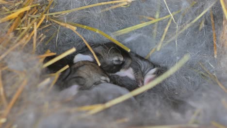 born rabbits. young rabbits in the nest.