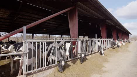 cows feeding process on modern farm