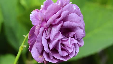 close-up of a blooming purple rose