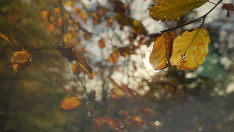 Herbstblätter-Mit-Wunderschönen-Farben,-Die-Von-Der-Sonne-Hinterleuchtet-Werden