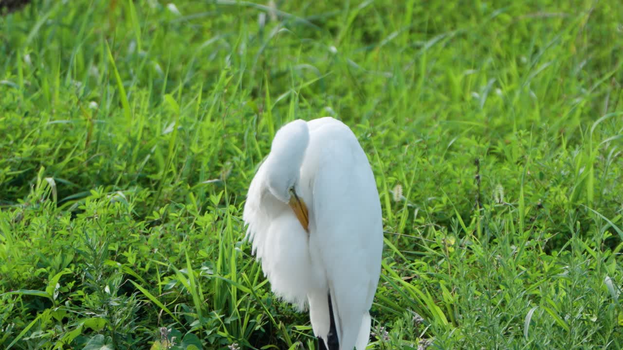 순수한  ⁇  동부 큰 egret 새 노란  ⁇ 리 preen  ⁇ 털 서 녹색 잔디 뒤에서 조명