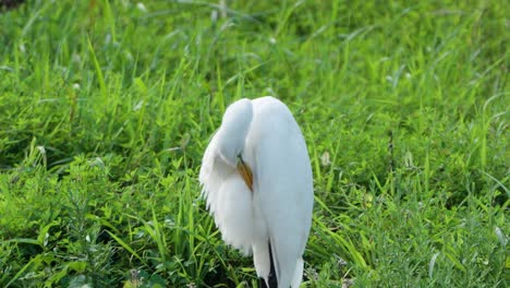 Garza-Blanca-Oriental,-Pájaro-Blanco-Puro-Con-Pico-Amarillo,-Plumas-Preen,-Césped-Verde-Iluminado-Desde-Atrás