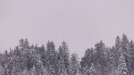 Bosque-Cubierto-De-Nieve-Contra-El-Cielo-Sombrío.-Tiro-Estático