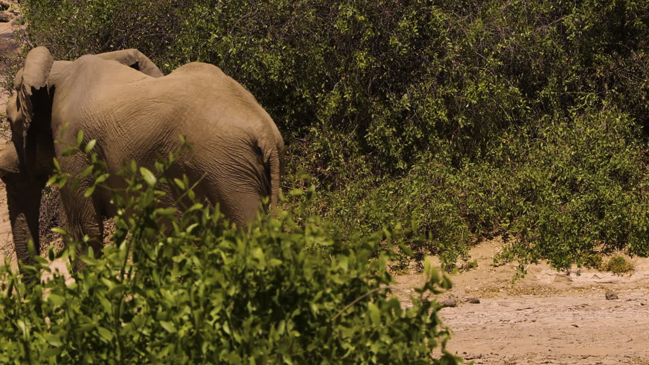 An old desert elephant bull walks through evergreen bushes in Namibia's Hoanib Valley. The imposing male has unusually large feet, an adaptation to life in the desert