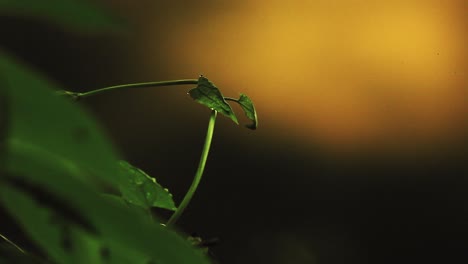 fondo de naturaleza abstracta con hoja en primer plano, espacio de copia