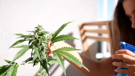 close up shot of beautiful caucasian girl spraying a cannabis plant outdoor and protecting from insects