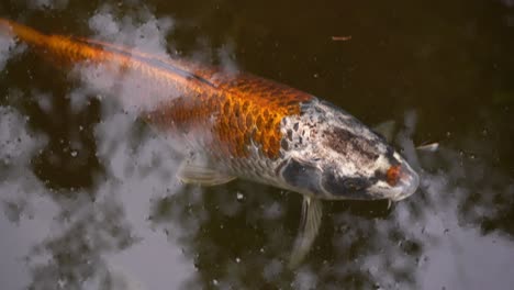 Wild-Koi-Fish-static-at-water-Surface,-Closeup