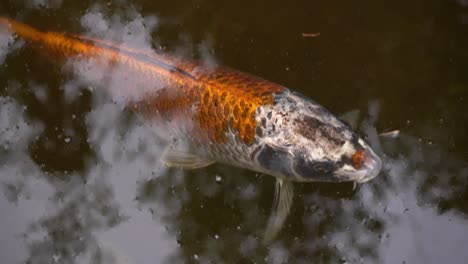 peces koi silvestres estáticos en la superficie del agua, de cerca