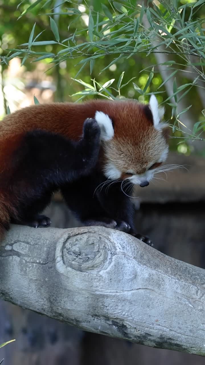 Panda červená prozkoumává tlustou větev a zastaví se, aby se poškrábala na hlavě v přírodě.