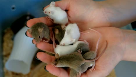 pequeños ratones en la mano de una mujer en un laboratorio.