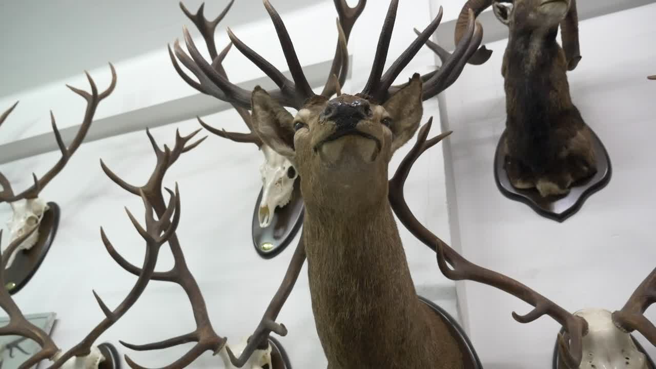 Vorderansicht eines ausgestopften Hirschkopfes mit riesigem Geweih in einem professionellen Präparationsatelier. Handgefertigte Jagdtrophäen in einer rustikalen Werkstatt