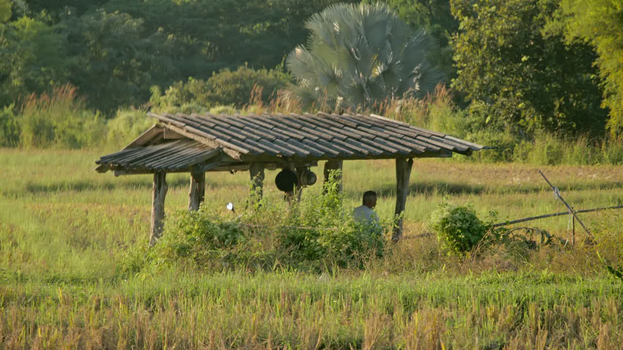 Farmer resting in rice paddy